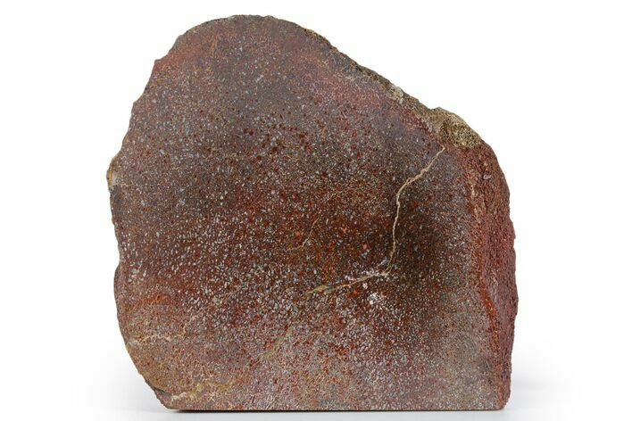 Polished Dinosaur Bone (Gembone) Section - New Mexico #348882